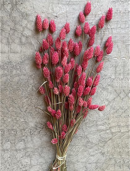 Trockenblumen Straußdiverse Sorten