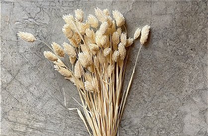 Trockenblumen Strauß &#9733; Kundenbewertung "Sehr gut" &#9733; 12&percnt; Rabatt für Neukunden &#9733; Schnell verschickt &#9733; Jetzt günstig kaufen bei car-Moebel.de