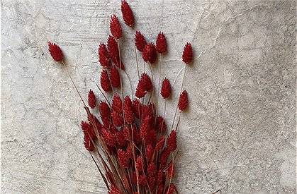 Trockenblumen Strauß &#9733; Kundenbewertung "Sehr gut" &#9733; 10&euro; Rabatt für Neukunden &#9733; Schnell verschickt &#9733; Jetzt günstig kaufen bei car-Moebel.de