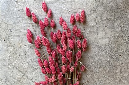 Trockenblumen Strauß &#9733; Kundenbewertung "Sehr gut" &#9733; 10&euro; Rabatt für Neukunden &#9733; Schnell verschickt &#9733; Jetzt günstig kaufen bei car-Moebel.de