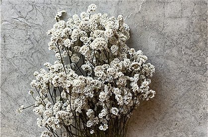 Trockenblumen Strauß &#9733; Kundenbewertung "Sehr gut" &#9733; 10&euro; Rabatt für Neukunden &#9733; Schnell verschickt &#9733; Jetzt günstig kaufen bei car-Moebel.de