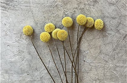 Trockenblumen Strauß &#9733; Kundenbewertung "Sehr gut" &#9733; 10&euro; Rabatt für Neukunden &#9733; Schnell verschickt &#9733; Jetzt günstig kaufen bei car-Moebel.de