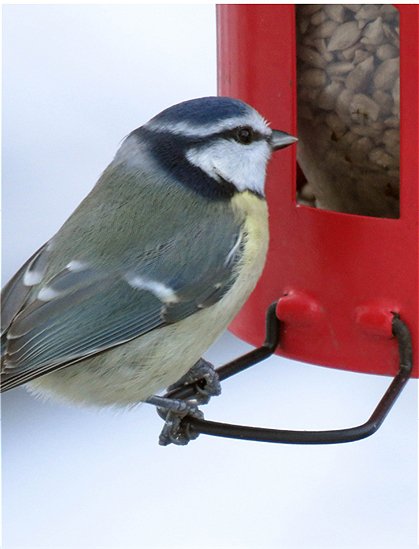 Vogelfutterspender von Wildlife Garden &#9733; Kundenbewertung "Sehr gut" &#9733; 10&euro; Rabatt für Neukunden &#9733; Jetzt günstig kaufen bei car-Moebel.de