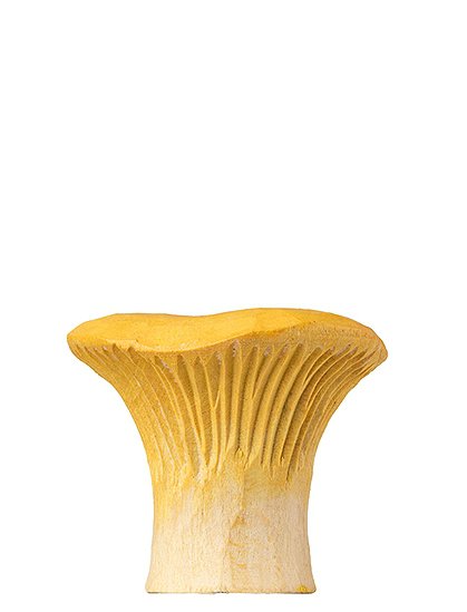 Möbelknopf von Wildlife Garden &#9733; Kundenbewertung "Sehr gut" &#9733; 12&percnt; Rabatt für Neukunden &#9733; Schnell verschickt &#9733; Günstig bei car-Moebel.de