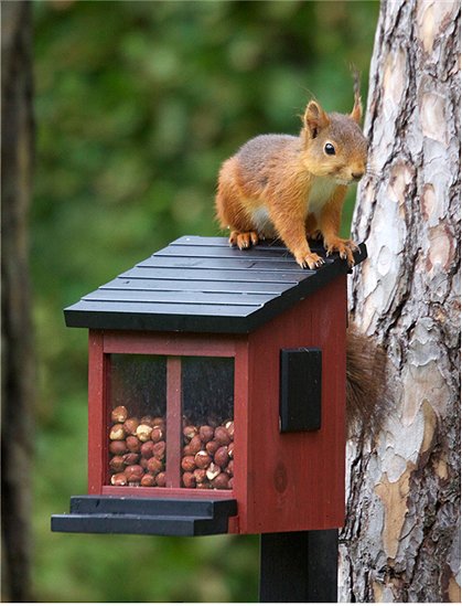 Futterbox für Eichhörnchen von Wildlife Garden &#9733; Kundenbewertung "Sehr gut" &#9733; 10&euro; Rabatt für Neukunden &#9733; Schnell verschickt &#9733; Günstig bei car-Moebel.de