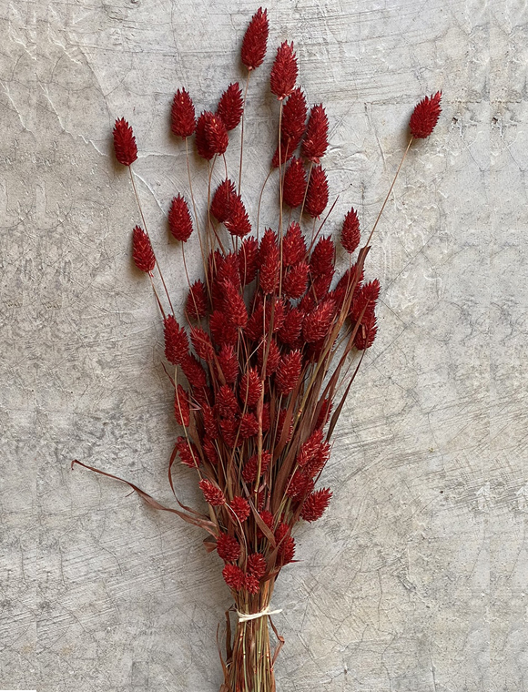 Trockenblumen Strauß &#9733; Kundenbewertung "Sehr gut" &#9733; 10&euro; Rabatt für Neukunden &#9733; Schnell verschickt &#9733; Jetzt günstig kaufen bei car-Moebel.de