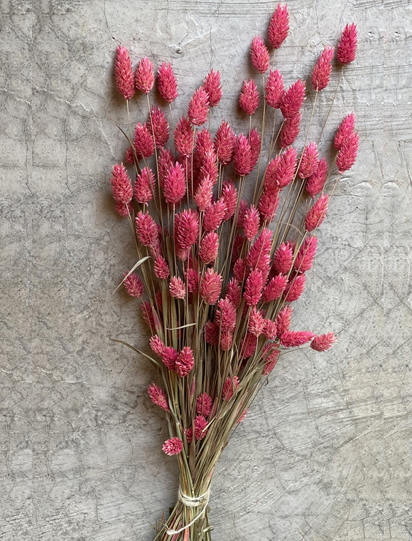 Trockenblumen Strauß &#9733; Kundenbewertung "Sehr gut" &#9733; 10&euro; Rabatt für Neukunden &#9733; Schnell verschickt &#9733; Jetzt günstig kaufen bei car-Moebel.de
