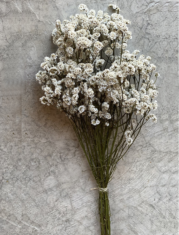 Trockenblumen Strauß &#9733; Kundenbewertung "Sehr gut" &#9733; 10&euro; Rabatt für Neukunden &#9733; Schnell verschickt &#9733; Jetzt günstig kaufen bei car-Moebel.de